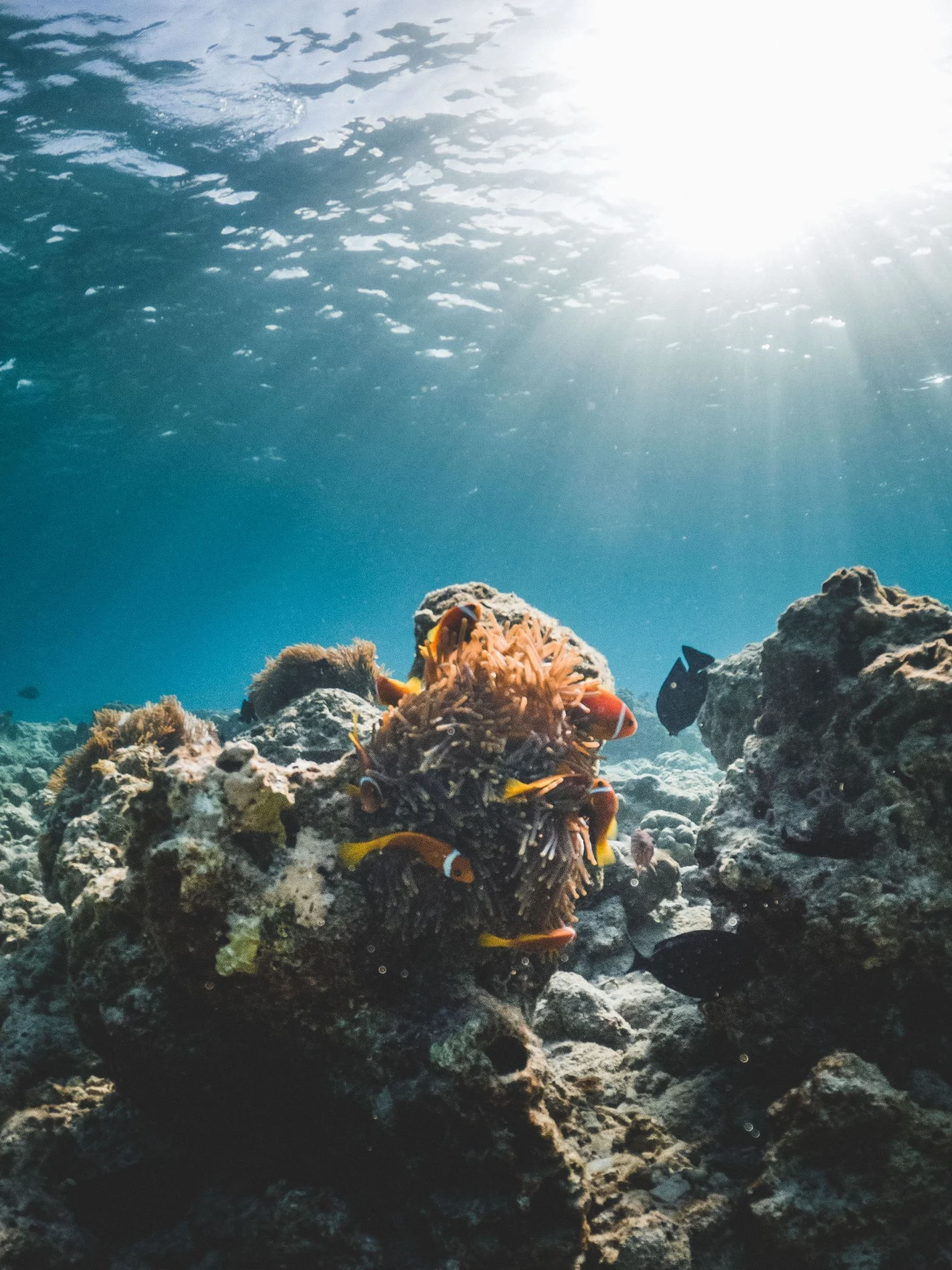 Sunlight reaching a coral reef in the Maldives